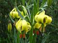 F25 lys lilum pyrenaicim de anne marie delferiere 